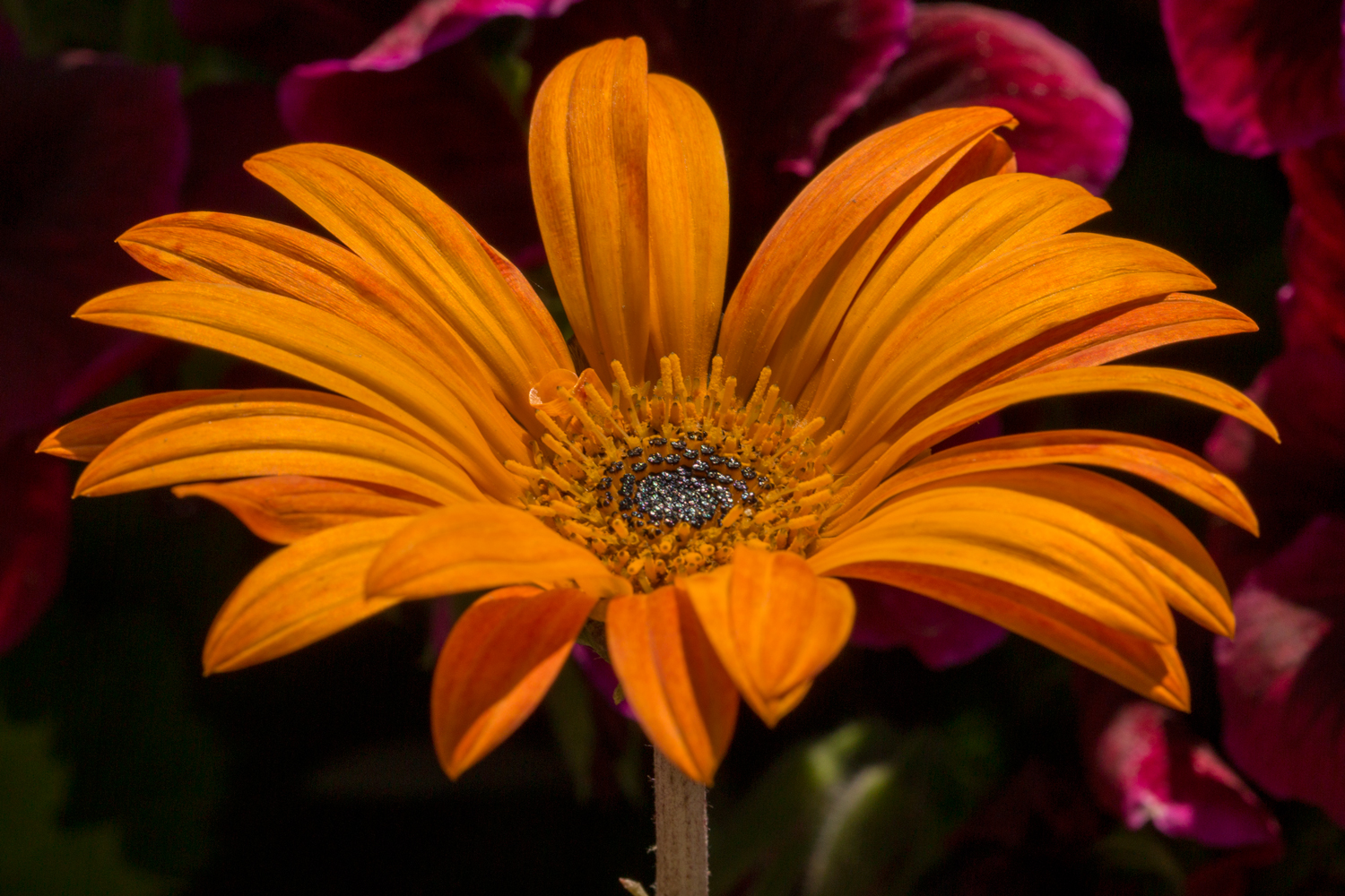 Learn to Shoot Macro, Micro & Close Up Photography ***CANCELLED***