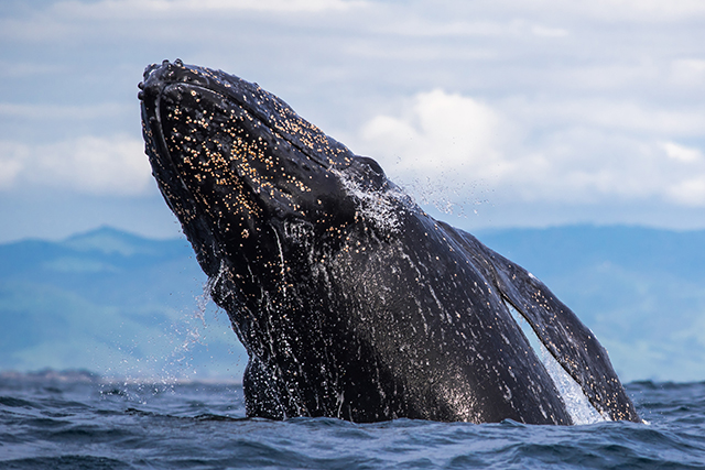 Marine Mammal Workshop & Excursion